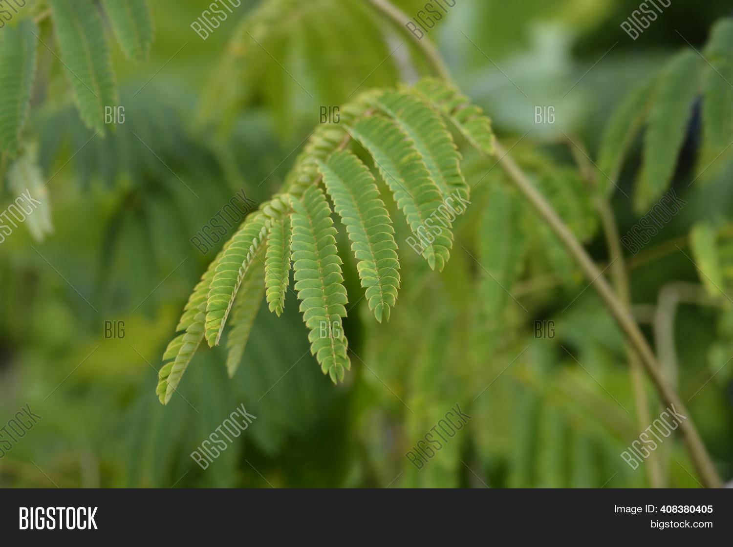 Silk Tree Leaves Image & Photo (Free Trial) Bigstock