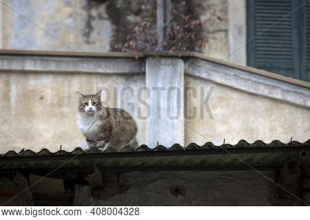 Dolceacqua (im), Italy - December 19, 2017: A Cat Look From A Roof In Dolceacqua Village, Imperia, L