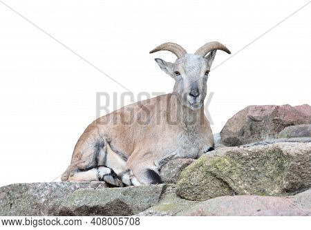 Mountain Goat Lies On Rocks, Isolated On White Background.