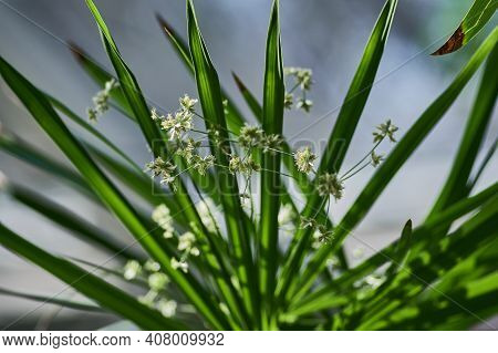 A Closeup Macro Shot Of Blooming Nutsedges