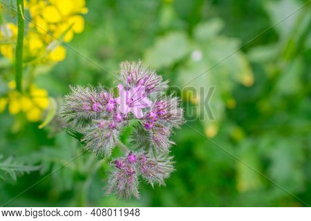 Natural Green Background With Flowers In The Park
