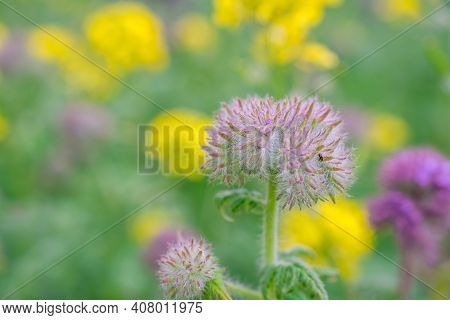 Natural Green Background With Flowers In The Park