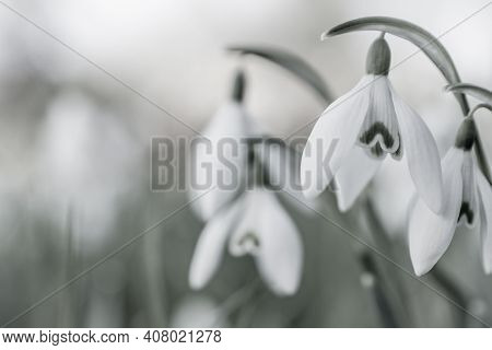 Beautiful Spring Snowdrop  Flowers In Forest On Early Spring