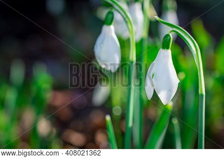 Beautiful Spring Snowdrop  Flowers In Forest On Early Spring