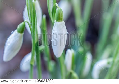 Beautiful Spring Snowdrop  Flowers In Forest On Early Spring