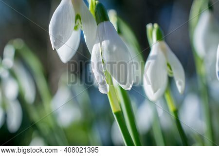 Beautiful Spring Snowdrop  Flowers In Forest On Early Spring