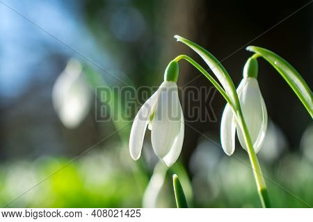 Beautiful Spring Snowdrop  Flowers In Forest On Early Spring