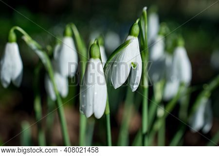 Beautiful Spring Snowdrop  Flowers In Forest On Early Spring