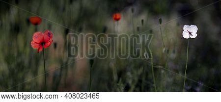 Textured, Close-up Poppy Freshness.a Living Embodiment Of The Fantasy Of Nature.natural And Beautifu