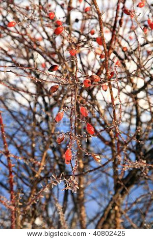 Rosa d'inverno