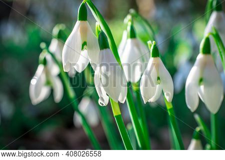 Beautiful Spring White Snowdrop Flowers In Forest