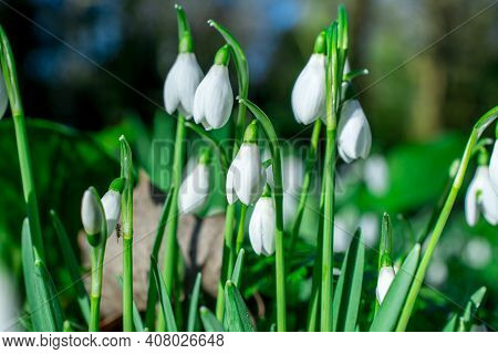 Beautiful Spring White Snowdrop Flowers In Forest