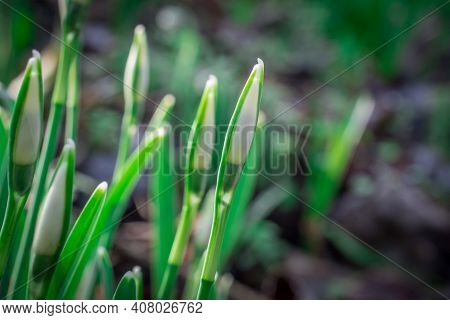 Beautiful Spring White Snowdrop Flowers In Forest