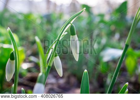 Beautiful Spring White Snowdrop Flowers In Forest