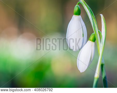 Beautiful Spring White Snowdrop Flowers In Forest