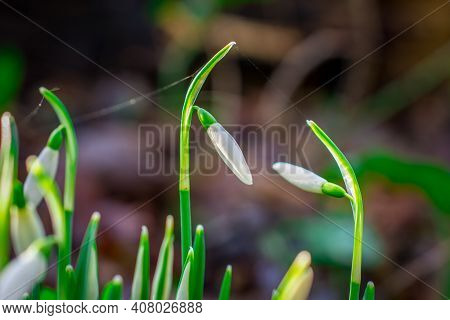 Beautiful Spring White Snowdrop Flowers In Forest