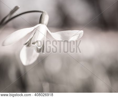 Beautiful Spring White Snowdrop Flowers In Forest