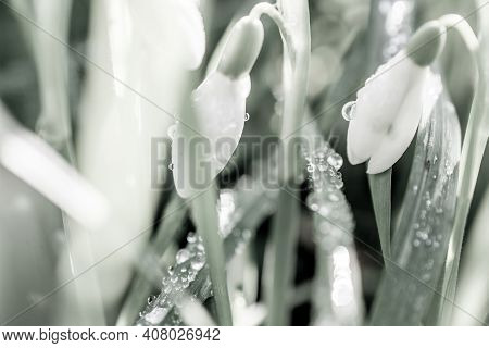 Beautiful Spring White Snowdrop Flowers In Forest