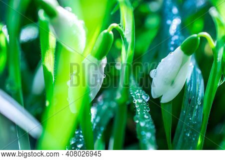 Beautiful Spring White Snowdrop Flowers In Forest