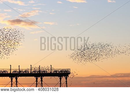A Murmuration Of Starlings Gathering In Tight Flocks In Response To A Predator Against A Golden Suns