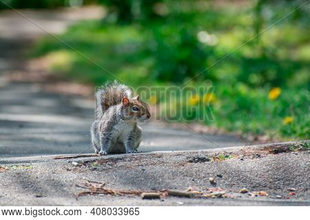 big fat squirrel in the park spring time
