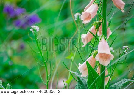 Photo Of Nature Background With Nice Spring Flowers