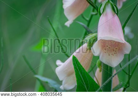 Beautiful  Foxglove Flower On Spring  In The Park