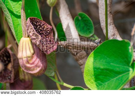 Beautiful  Aristolochia Flower On Spring  In The Park