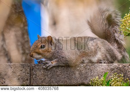 Big Fat Squirrel In The Park Spring Time