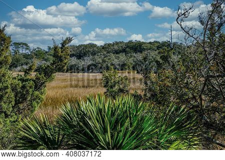 A Saltwater Wetlant Marsh Beyond Trees And Palms