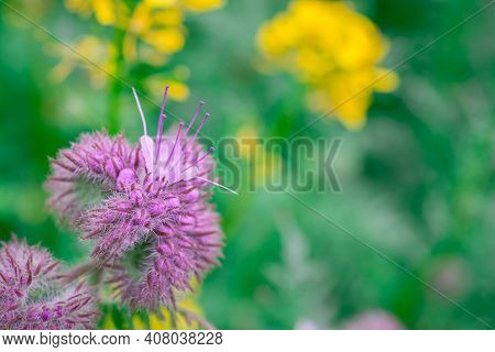 Nature Background With  Beautiful Violet Phacelia Flowers
