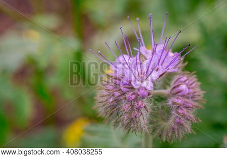 Nature Background With  Beautiful Violet Phacelia Flowers