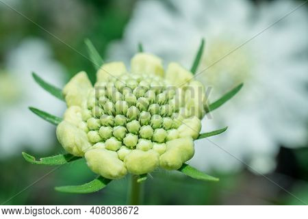 Flower Of Scabiosa Columbaria With Leaves Growing In Summer Garden