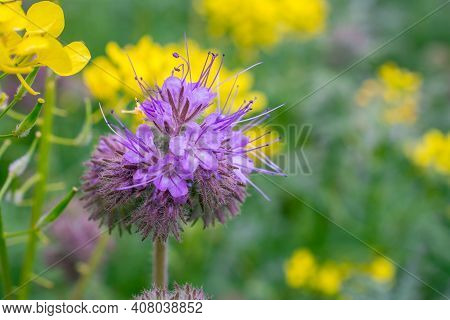 Photo Of Nature Background With Nice Spring Flowers