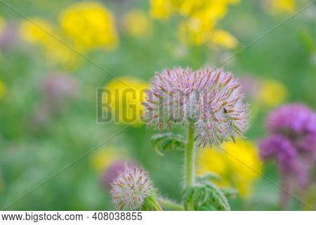 Nature Background Yellow And  Violet Phacelia Flowers