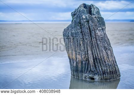 Photo  Of Wood On The Beach After Rain