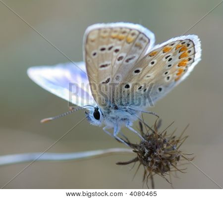 Marpiosa Icaro