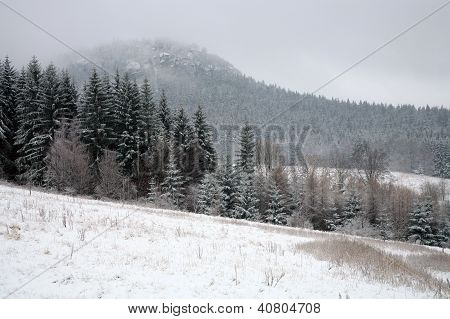 Forest by cloudy day in mountain near Pasterka village in Poland