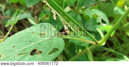 Grasshopper In The Garden With Smartphone In