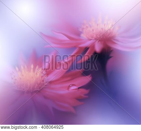Beautiful macro shot of magic flowers.Border art design. Magic light.Extreme close up macro photography.Conceptual abstract image.Violet and Pink Background.Fantasy Art.Creative Wallpaper.Beautiful Nature Background.Amazing Spring Flowers.Water drop.