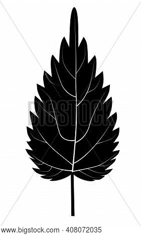 Black Nettle Leaf Silhouette On White Background