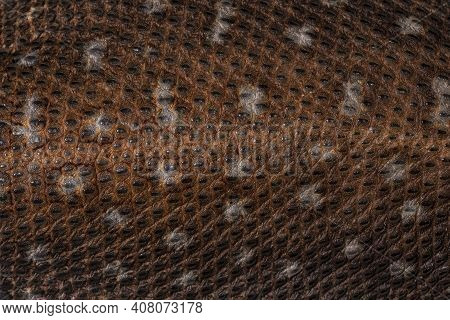 Full Frame Macro Young Savannah Monitor Aka Varanus Exanthematicus Lizard. Top View Of Back.