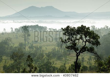 Tropikal sabah sis Salaeng Luang Milli Park, Tayland