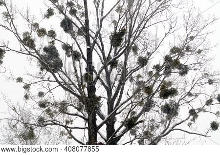 Mistletoe Growing On A Tree
