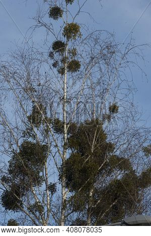 Mistletoe Growing On A Tree