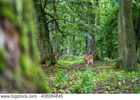 A White-tailed Deer Fawn Standing In A Meadow
