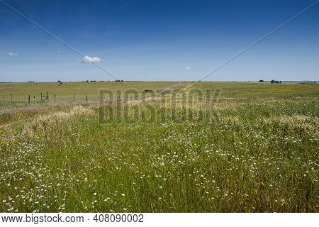 Extensive Dry Farming Of Cereals In The Castro Verde Special Protection Area. It Is The Most Represe