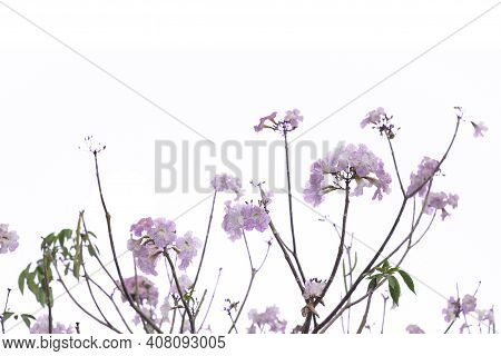 Pink Trumpet Tree Or Chompoo Phantip Isolated On White Background.