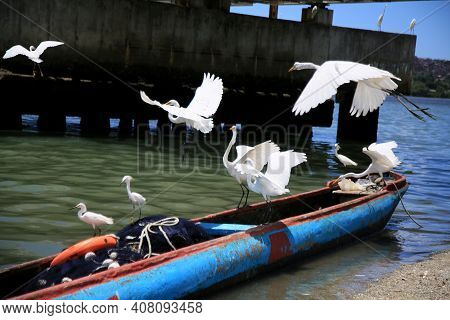 White Heron, Ardea Alba