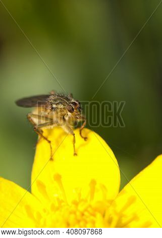 Yellow Dung Fly Or Golden Dung Fly Sitting On The Leaves From A Yellow Flower